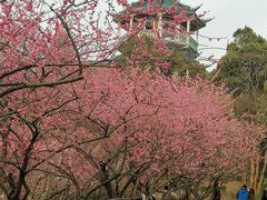 -无锡梅园公园