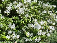 -杭州植物园