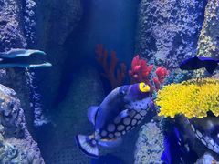 -临沂极地海洋王国