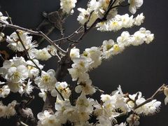 -石家庄市植物园