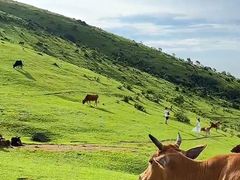 -大姆山草场