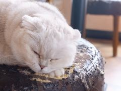 -蓝鲸·缅因猫舍