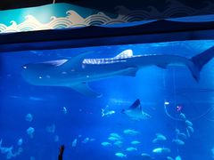 -烟台海昌鲸鲨海洋公园