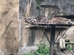-成都动物园