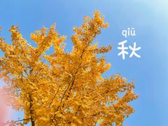 -三里屯东五街银杏大道