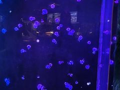-欢乐海岸海洋奇梦馆