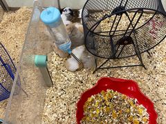 -钓仓鼠(洋桥北里小区店)
