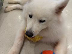 -共舞时光猫咖·狗咖(新街口店)
