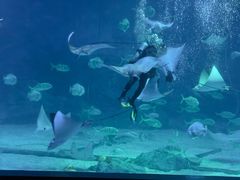 -烟台海昌鲸鲨海洋公园