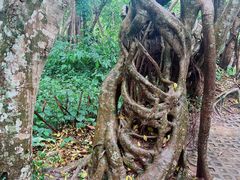 -中国科学院西双版纳热带植物园