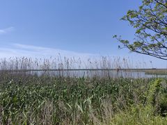 -盐城丹顶鹤湿地生态旅游区