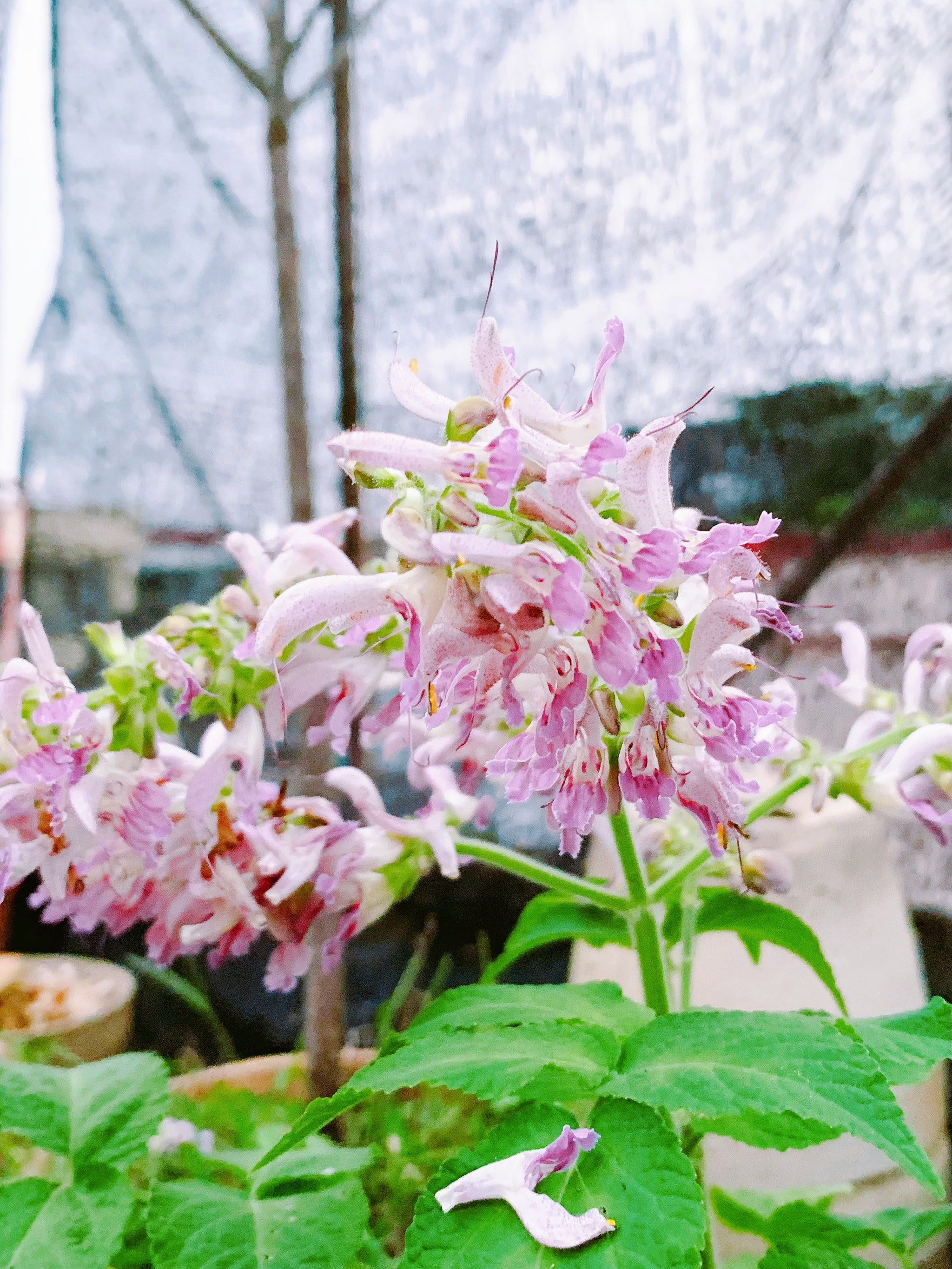 紫花丹参,你见过没