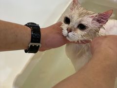 -momokira米努特·德文卷毛猫·棉花面纱犬