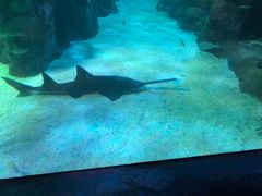 -悉尼海洋生物水族馆