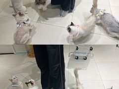 -怪兽屋·羊驼·猫咖·狗咖(俊华广场店)