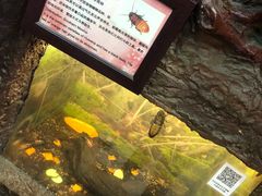 -上海大自然野生昆虫馆(东方明珠·爬宠昆虫探索中心)