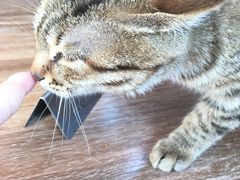 猫咪-107粉铺