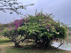 -中国科学院西双版纳热带植物园