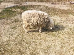 -神户市立六甲山牧场