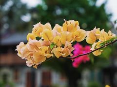 -赤坎·广东华侨国际旅游度假区