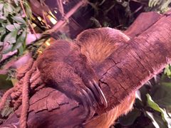 -正佳雨林生态植物园