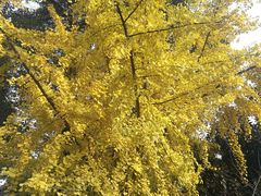 -四川大学(华西校区)