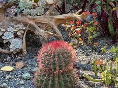 -中国科学院西双版纳热带植物园
