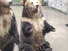 -贵州森林野生动物园