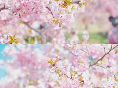 -上海辰山植物园