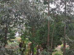 -横沥牛庄(总店)