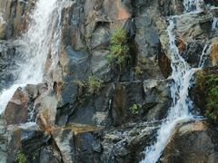 -海南霸王岭国家森林公园