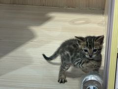 -爪爪喵星球·猫舍(卓悦中心店)