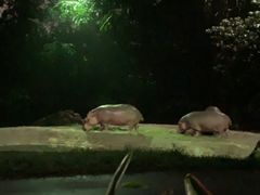 -夜间野生动物园