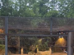 -清迈夜间动物园