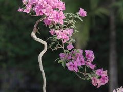 -莲花山公园