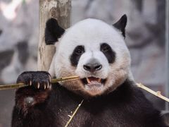 -栾川竹海野生动物园