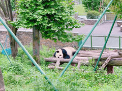 -卧龙中华大熊猫苑神树坪基地