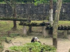-都江堰中华大熊猫苑