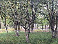 -瀛洲公园