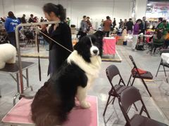 2013年国际宠物犬展博览会-东浩兰生上海世博展览馆