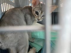 -美联众合动物医院·24h转诊中心
