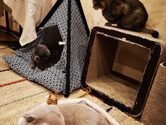 -猫友咖啡店(玉林西路店)