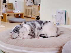 -猫和宫(六道口店)