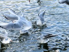 -昆明冠生园·蛋糕·面包(南强街店)