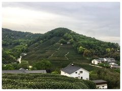 -阿巧茶庄