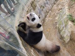 -都江堰中华大熊猫苑