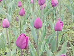 -长春公园(普阳街道)