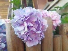 -睿柏云酒店-餐厅