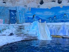 -海合安青岛极地海洋公园