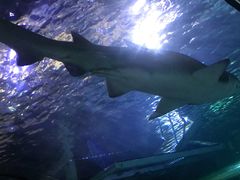 -悉尼海洋生物水族馆